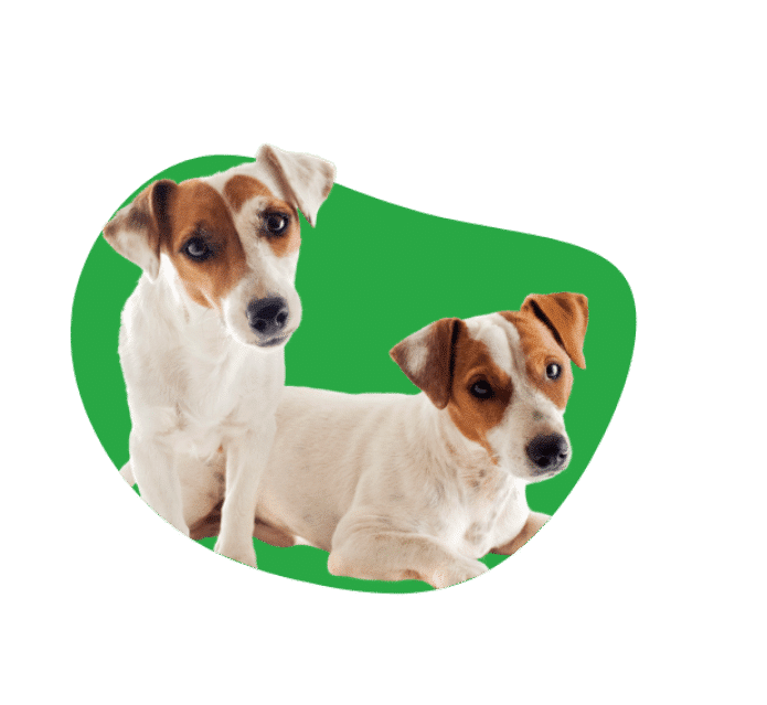 Jack Russel verzekering